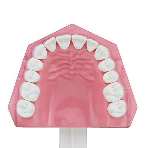 שיניים שיניים דגם צחצוח שימוש בחוט דנטלי עיסוק שיניים טיפודונטים מצב חניכיים גלוי אנטומי הפגנת הוראה לומד